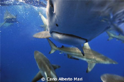 Blacktip Sharks by Carlo Alberto Mari 
